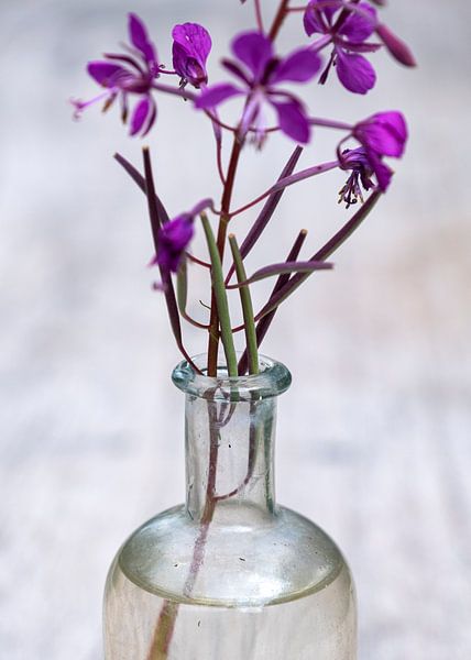 Still life with purple herb by Affect Fotografie