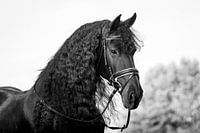 Cheval frison avec bride en noir et blanc