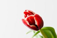 Een rode tulp