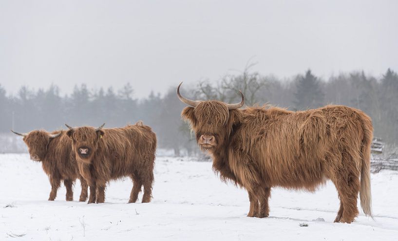 Schottische Highlander im Schnee von Ans Bastiaanssen