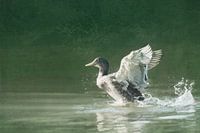 Gans im Landeanflug I Tierbild mit Gemälde Charakter