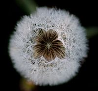 Löwenzahn mit Morgentau