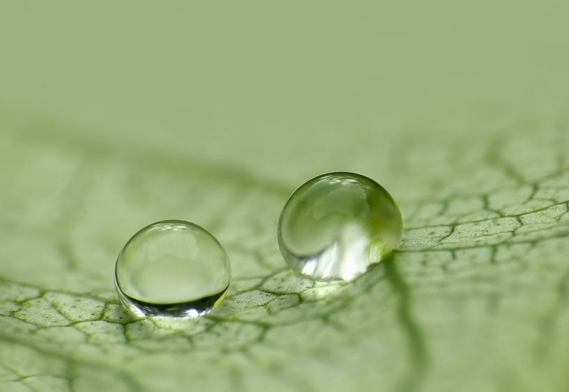 Rainy Day. (Two drops) by Caroline Lichthart