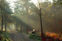 A cold autumn morning in November