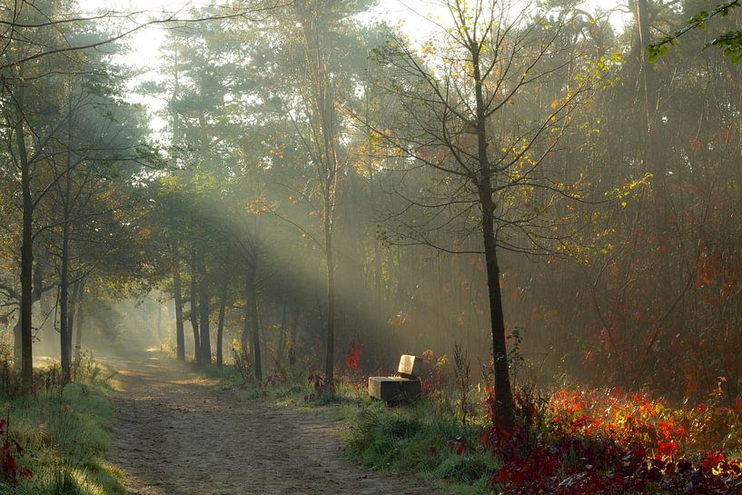 Ein kalter Herbstmorgen im November von Sabina Meerman