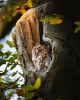 Chouette dans une cavité d'arbre