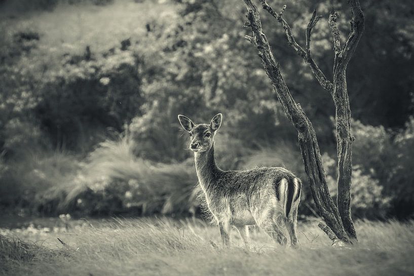 Hirsch von Joost van Doorn