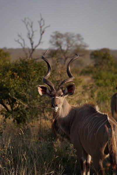 Impala in Kruger Park, South Africa by Joost Jongeneel
