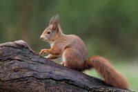 Eichhörnchen auf einem Baumstamm