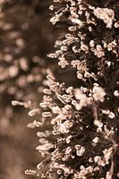 Detail picture of heathland in the Netherlands