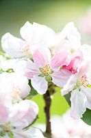 Fleur rose dans le jardin du château d'Arundel