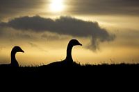 Les oies en mouvement