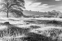 Lande au soleil du matin noir et blanc