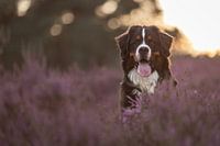 Freundschaft im Heidekraut