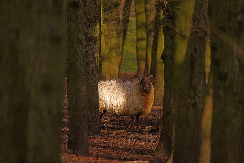 Schaap van Robbert van der Kolk