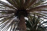 Palmier