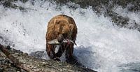 Bär fängt Lachs in Alaska