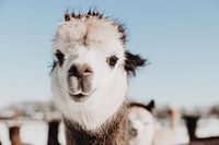 Alpaka Nahaufnahme Porträt