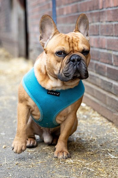 Bouledogue français par Edwin Butter