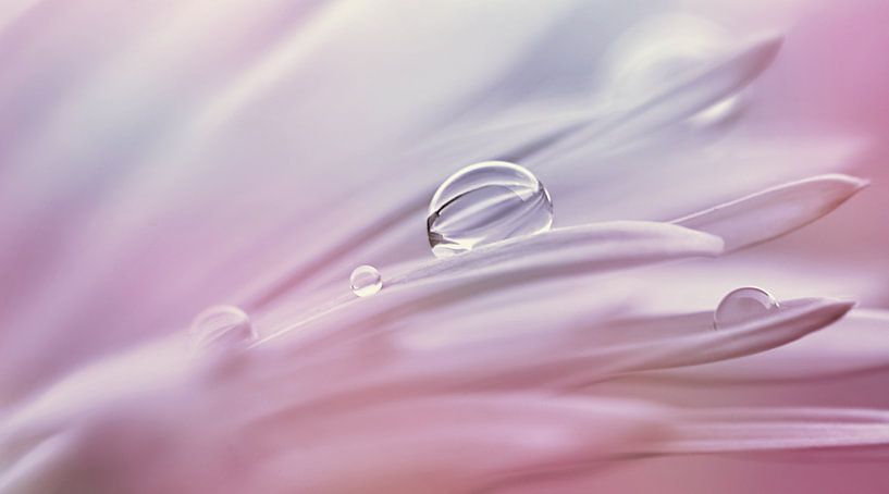 Tropfen von Violetta Honkisz