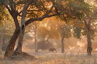Un éléphant dans une forêt de conte de fées