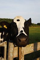 Über den Zaun - neugierige Kuh auf der grünen Weide