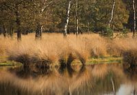 Zwaaiend in de spiegel