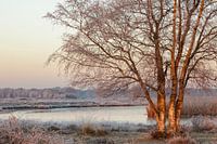 Bouleaux dans la lumière d'hiver - Vallée de la Reest