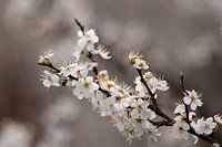 White blossom of blackthorn.