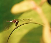 Flat belly vial (Libellula depressa)