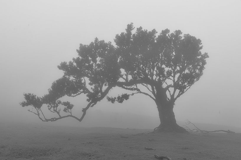 Laurier par Jaco Verheul