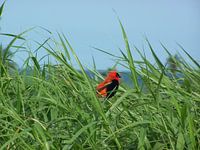 Rode Kardinaalsvogel