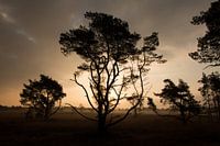 Bomen bij zonsopgang