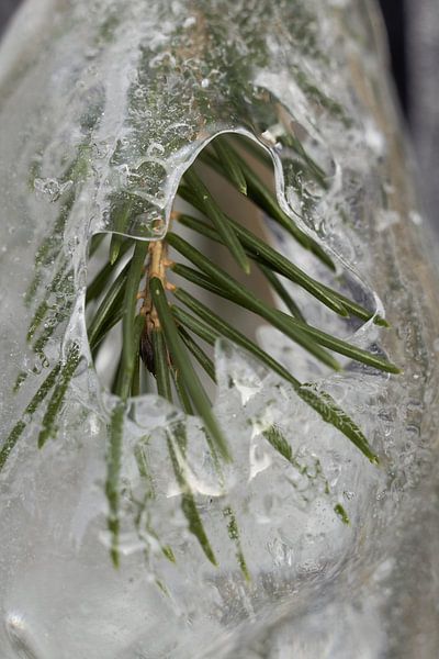 Der Frühling kommt! II von Remco Schoonderwoert
