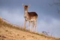 au sommet de la dune