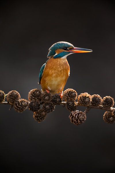 Eisvogel auf Fichtenzweig im Gegenlicht im Wurf von Jeroen Stel