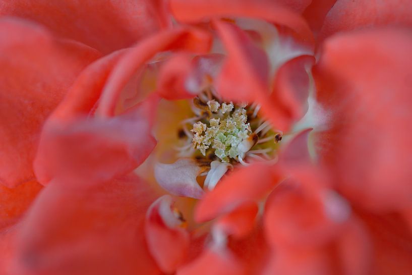 Last Rose by Karin Berger