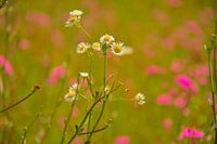 Summer wildflower meadow