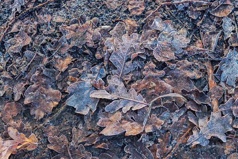 Feuilles d'automne par Clazien Boot