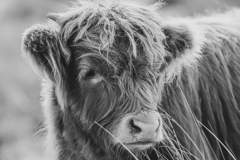 Scottish Highlander cow by Dirk van Egmond