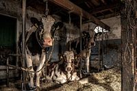 cows in a barn