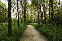 Sand road through the forest during sunset