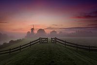 Der Schmetterling Deil