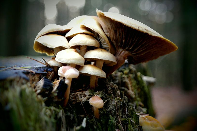 Veluws pracht II by Sabine Witteveen