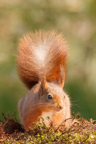 Portrait of a Squirrel by Arjan van de Logt