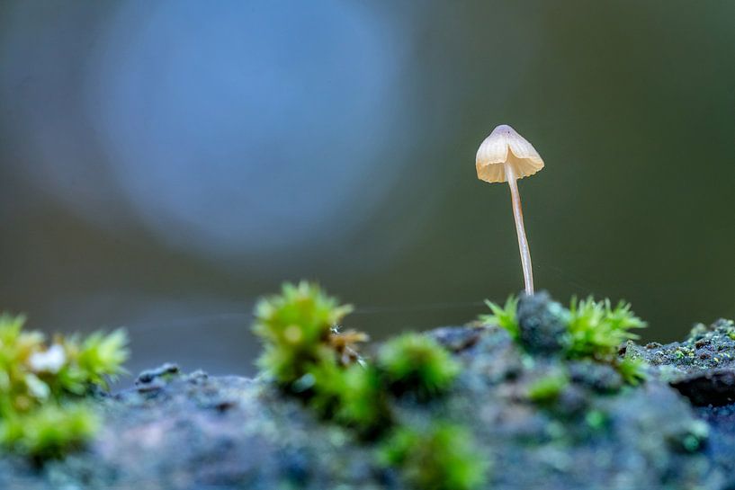 Mushrooms on Texel by Texel360Fotografie Richard Heerschap