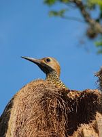 Nieuwsgierige vogel Cuba
