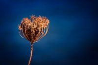 Dry Orange And Brown Flower