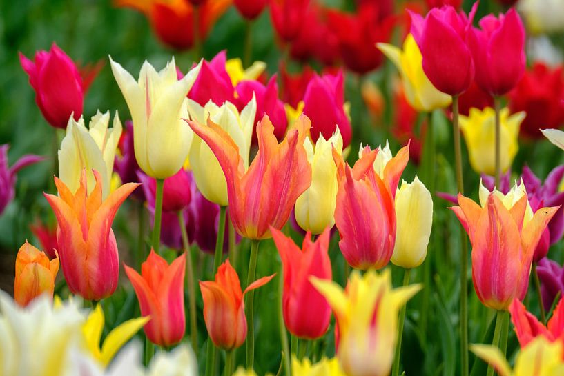 Kleurijke tulpensoorten par Joke Beers-Blom