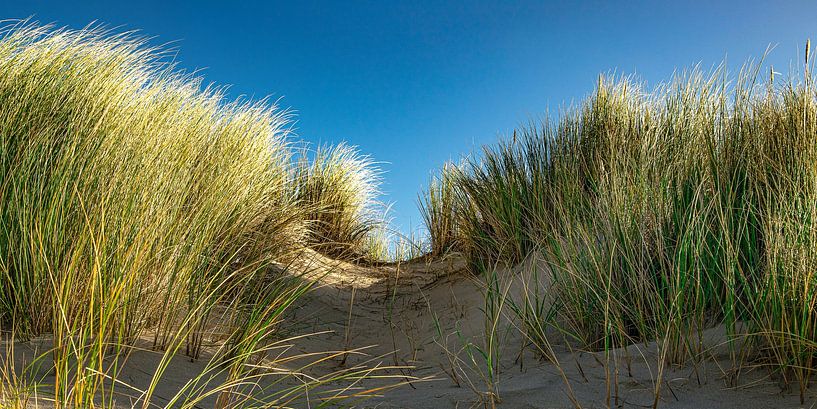 Helmgras in de Texelse duinen van Sjaak Boer